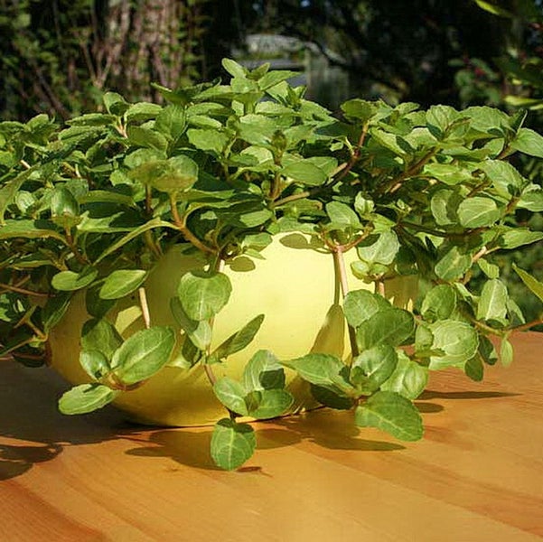 Kriechende Strauchmargerite in Topf auf Tisch