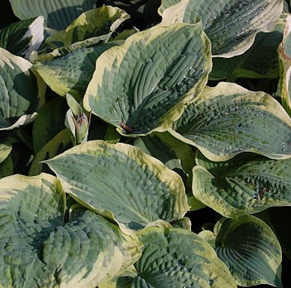 Nahaufnahme einer Funkienpflanze mit grünen Blättern und gelben Rändern.