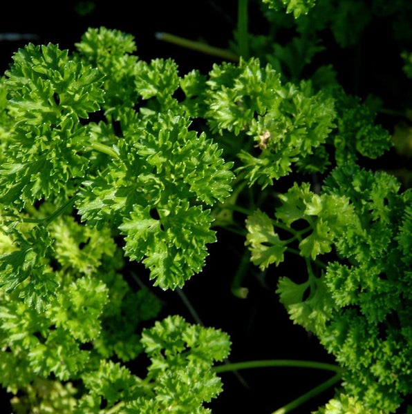 Nahaufnahme von krauser Petersilie