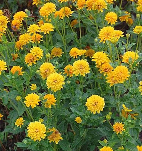 Gruppe gelber Ringelblumen im Garten