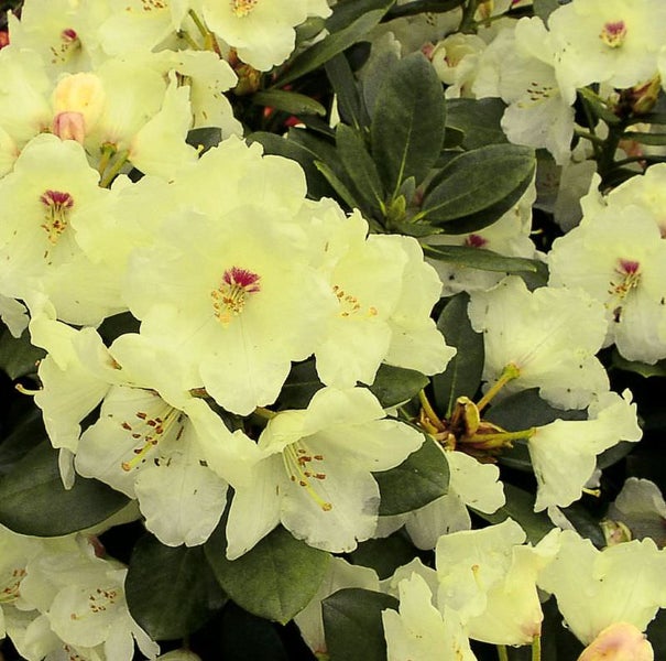 Nahaufnahme von Rhododendronblüten