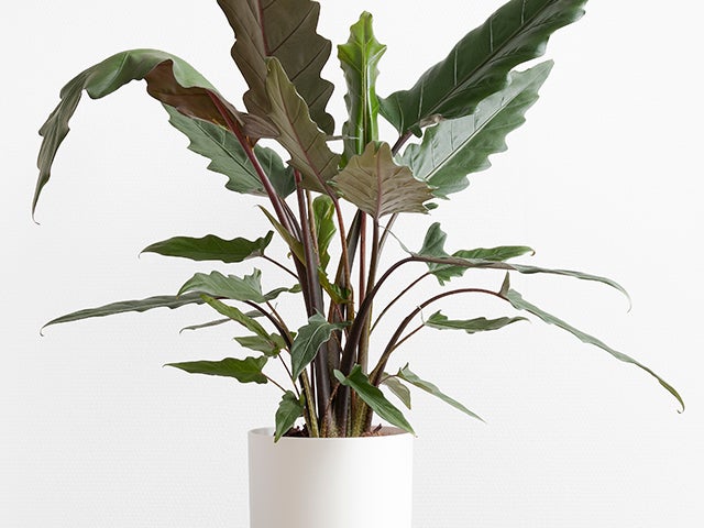 Alocasia 'Lauterbachiana' - Elefantenohr - Tropisch - Luftreinigend - ⌀19 - ↕50 cm