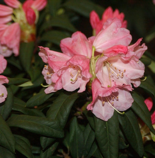 Nahaufnahme einer Rhododendronblüte mit Blättern