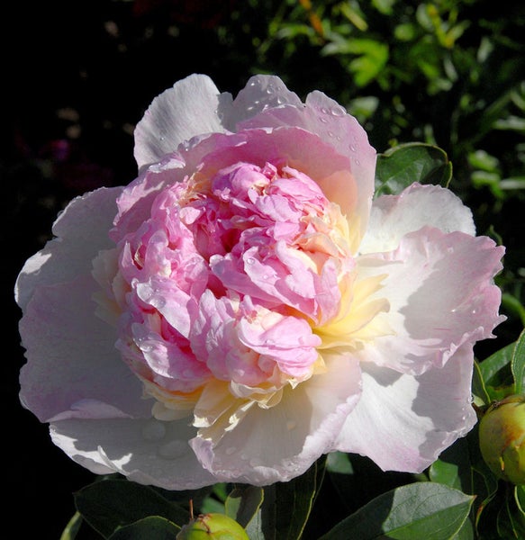 Nahaufnahme einer rosa-weißen Pfingstrose im Garten