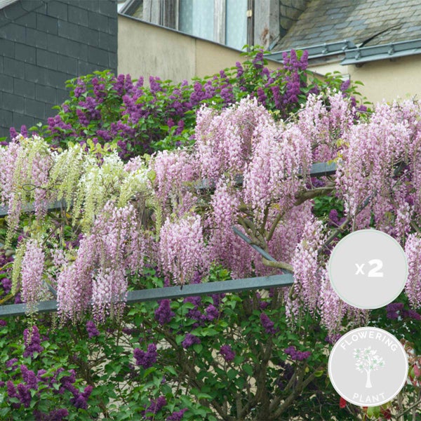 Blühender Blauregen mit rosa Blütenkaskaden an einer Rankhilfe, im Hintergrund lila Flieder, Zweier-Set, blühende Pflanze.
