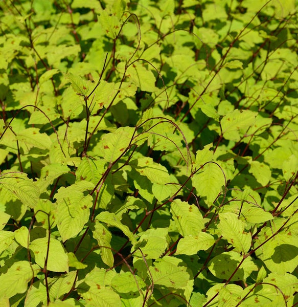 Nahaufnahme einer Berberitze mit Blättern