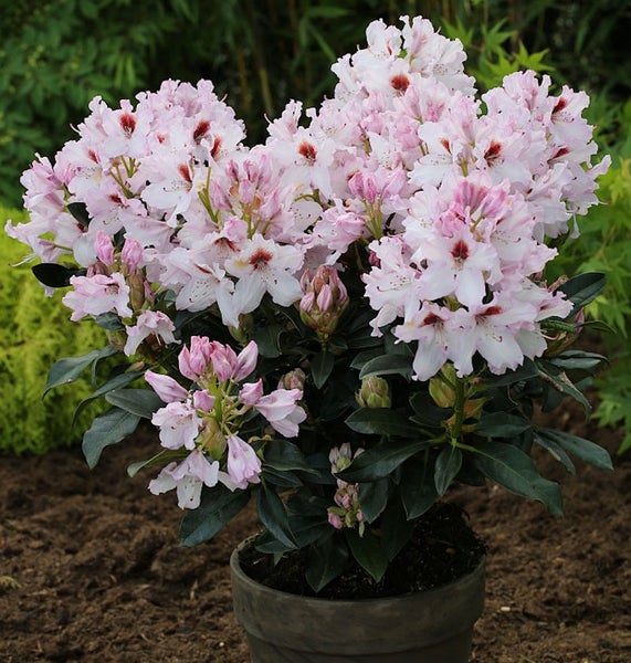 Rhododendron im Topf mit rosa Blüten.