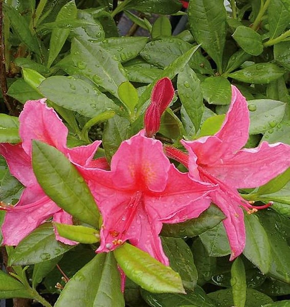 Nahaufnahme von rosa blühenden Rhododendronblüten mit grünen Blättern