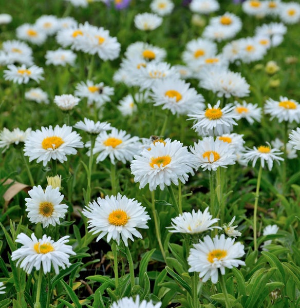 Nahaufnahme eines Feldes mit Gänseblümchen mit weißen Blütenblättern und gelben Zentren.