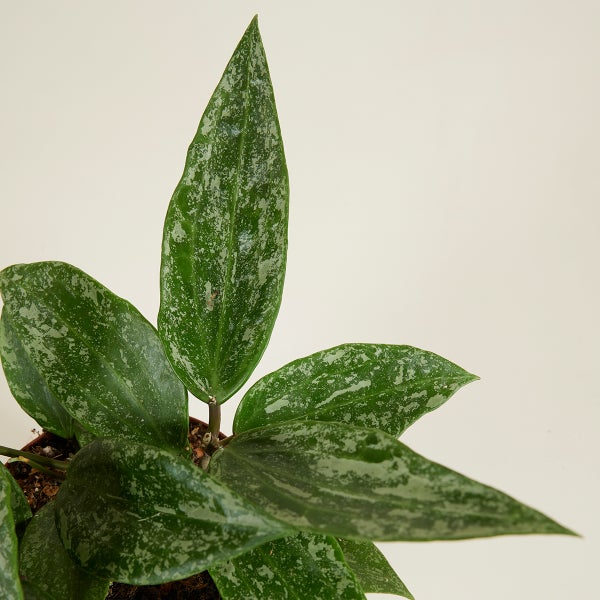 Bloomique - Hoya Rangsan - Wachsblume - Hängepflanze - Zimmerpflanzen - Pflegeleicht - 15-20 cm hoch - Topf 12 cm