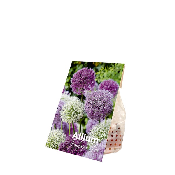 Bloomique - 15er-Mix - Allium Fantasia - Look - Zierzwiebel - Blau, Weiß, Lila - Blumenzwiebeln - Frühlingsblüher - Mehrjährige Pflanzen - Wird bis zu 70-90 cm groß