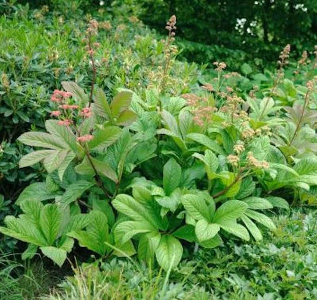 Darstellung einer Rodgersia-Pflanze im Garten.