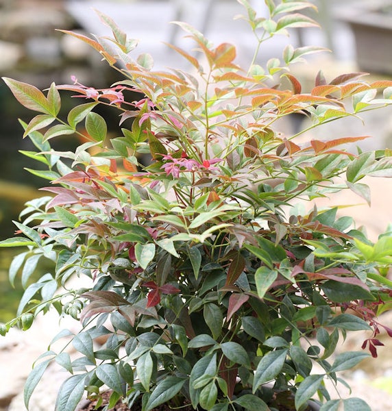 Nandina Pflanze mit Blättern