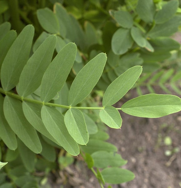 Blätter einer Gartenpflanze