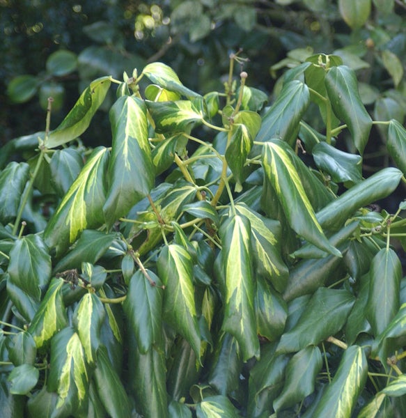 Efeu mit grünen und gelben Blättern.