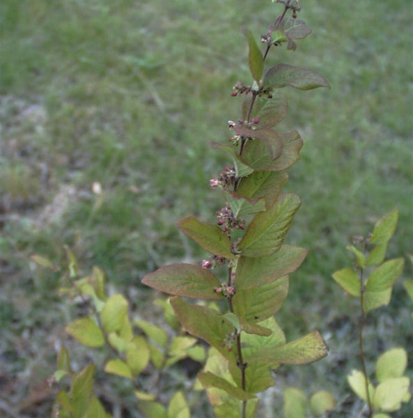 Spiere mit Blättern und Blütenknospen