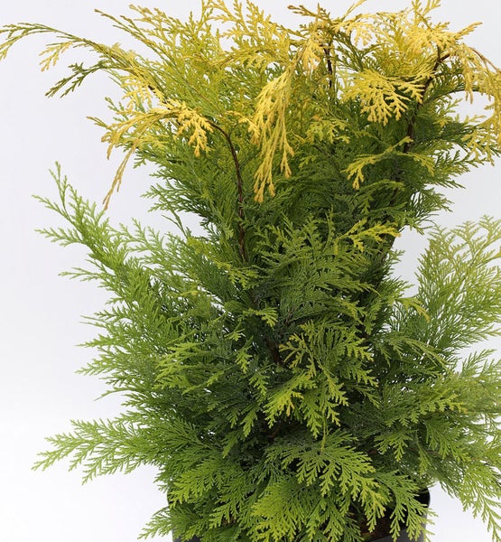 Zypressenpflanze für den Garten