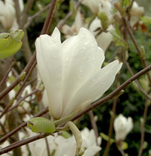 Nahaufnahme einer Magnolienblüte mit Wassertropfen