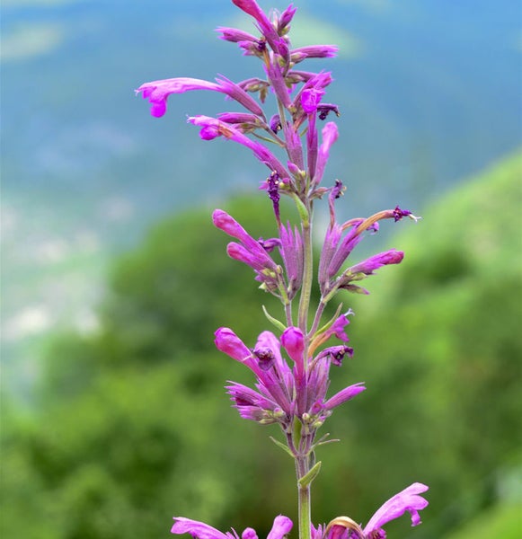 Nahaufnahme einer Agastache Pflanze mit violetten Blüten
