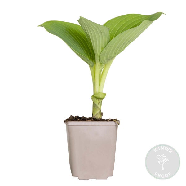 Bloomique - Hosta Sieboldiana Elegans - Funkie - Gartenpflanzen - Winterhart - Tierfreundlich - Höhe 10-20 cm - Topf 9x9 cm
