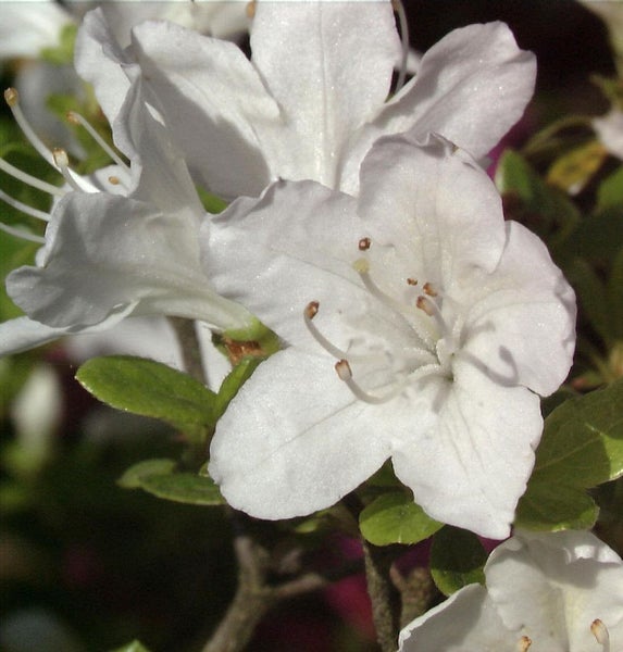Nahaufnahme einer weißen Azaleenblüte