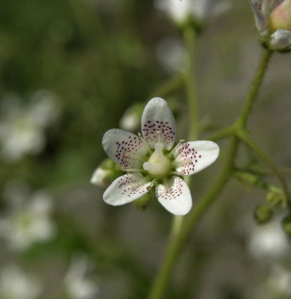 Nahaufnahme einer Saxifraga-Blüte mit weißen Blütenblättern und roten Punkten