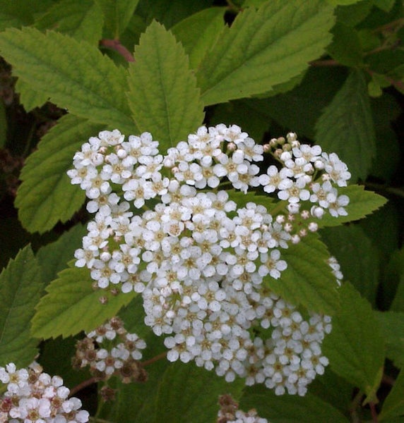Blütenstand der Spiere mit kleinen, weißen Blüten