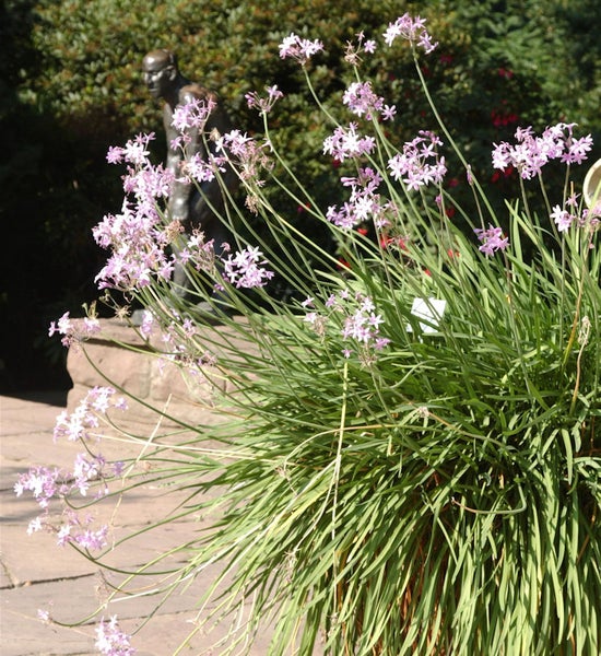Sternlauch mit zarten lila Blüten und linearen Blättern im Garten