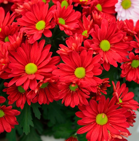 Nahaufnahme roter Chrysanthemen mit grünen Zentren.