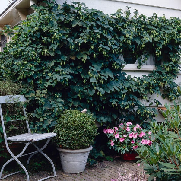 Bloomique – 2er-Set – Humulus Lupulus – Hopfenpflanze – geeignet zum Bierbrauen – Kletterpflanzen – Gartenpflanzen – winterhart – Topf 15 cm – 70–80 cm hoch