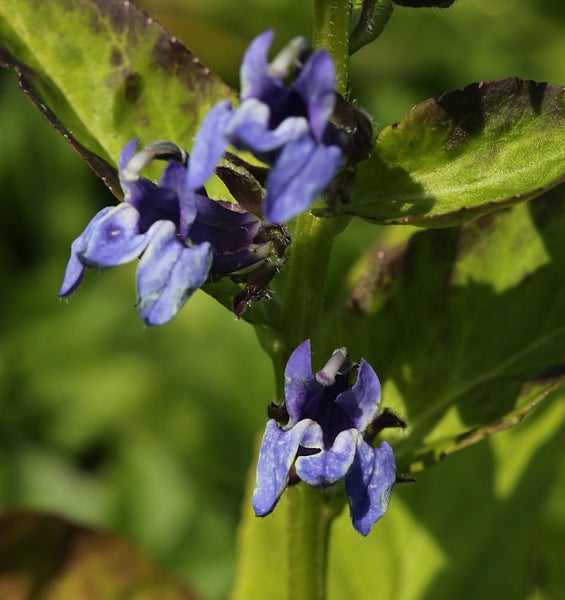 Nahaufnahme von blauen Zierpflanzenblüten mit grünen Blättern.