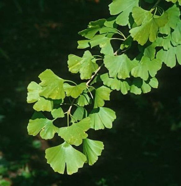Ginkgobaum Zweig mit Blättern