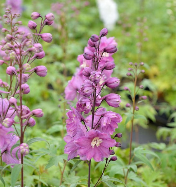 Rittersporn mit Blüten und Knospen im Gartenbeet