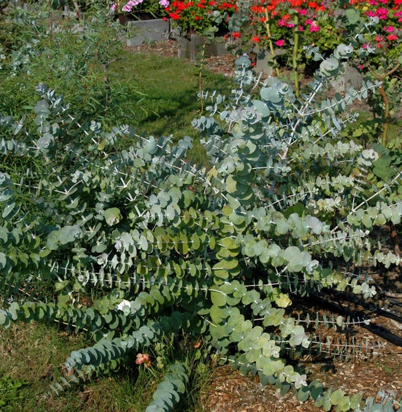 Eukalyptuspflanze im Garten