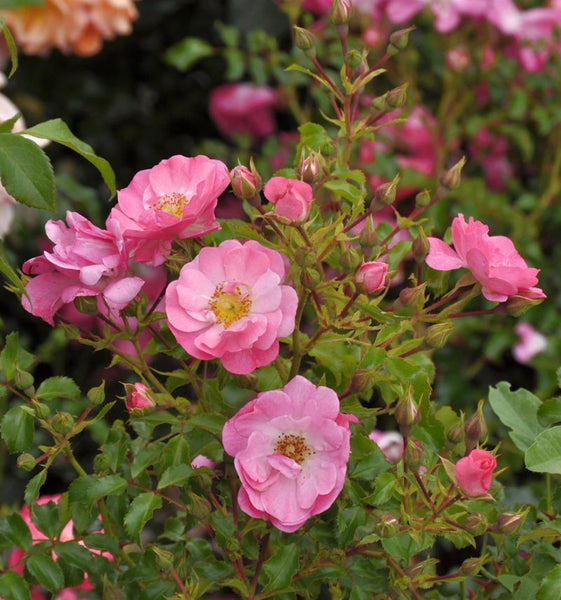 Nahaufnahme einer rosa Beetrose mit Blüten und Knospen