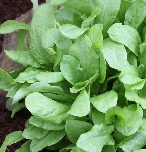 Sauerampfer Pflanze mit grünen Blättern