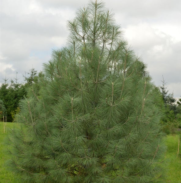 Kiefer mit Nadeln im Freien