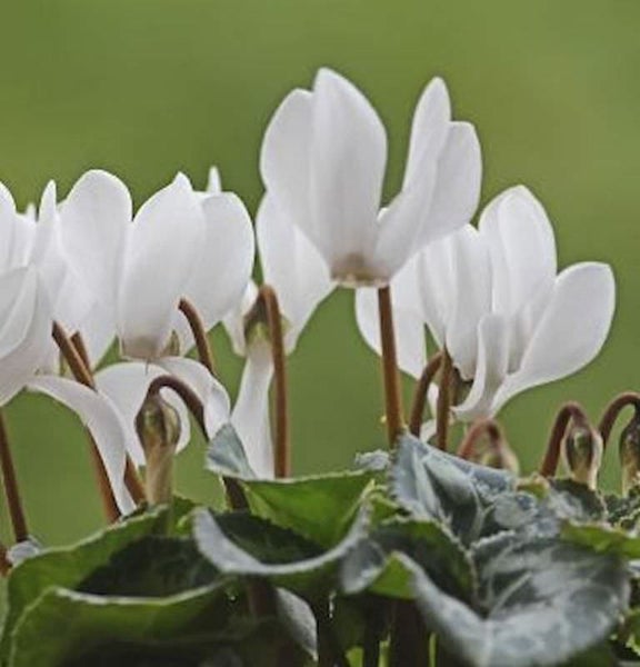 Weiße Alpenveilchenblüten mit grünen Blättern.