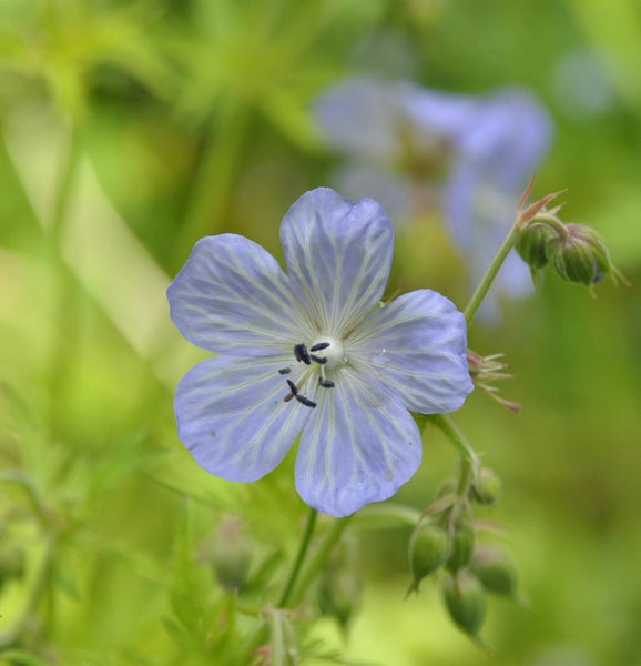 Nahaufnahme einer Wiesen-Glockenblume im Garten