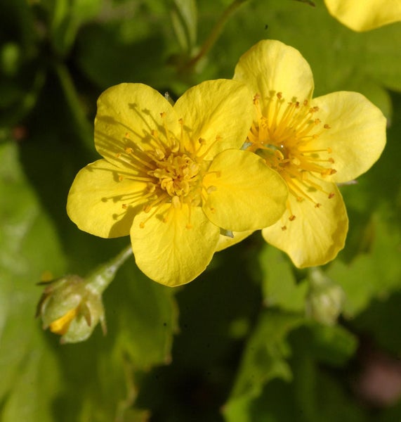 Gelbe Nelkenwurz Blüten im Detail