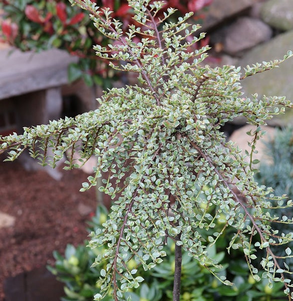 Zwergmispel als Spalierbaum im Garten.