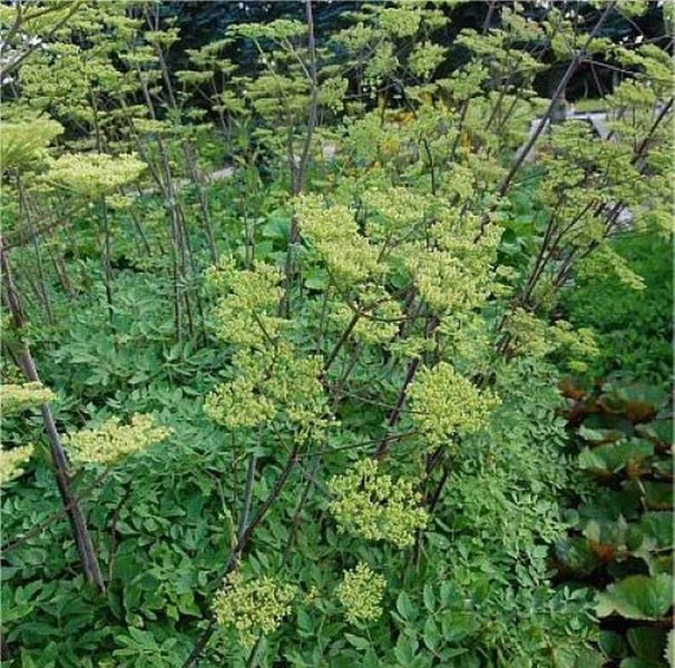 Engelwurz-Pflanzen im Garten
