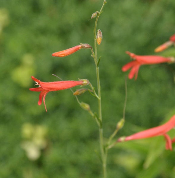 Aufnahme einer roten Penstemon Pflanze.