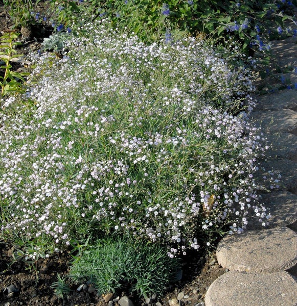 Blütenmeer mit Schleierkraut im Gartenbeet