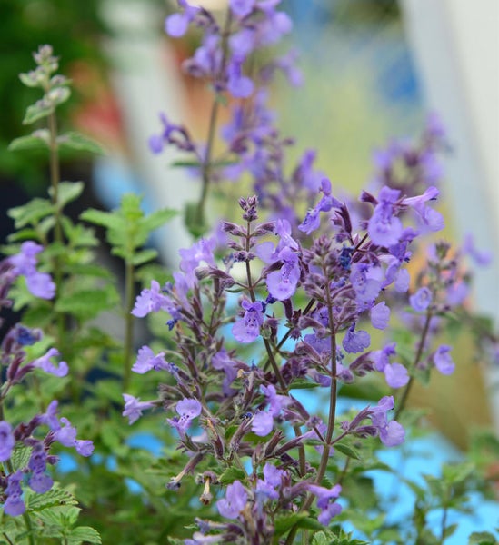 Nahaufnahme von blühender Katzenminze im Garten