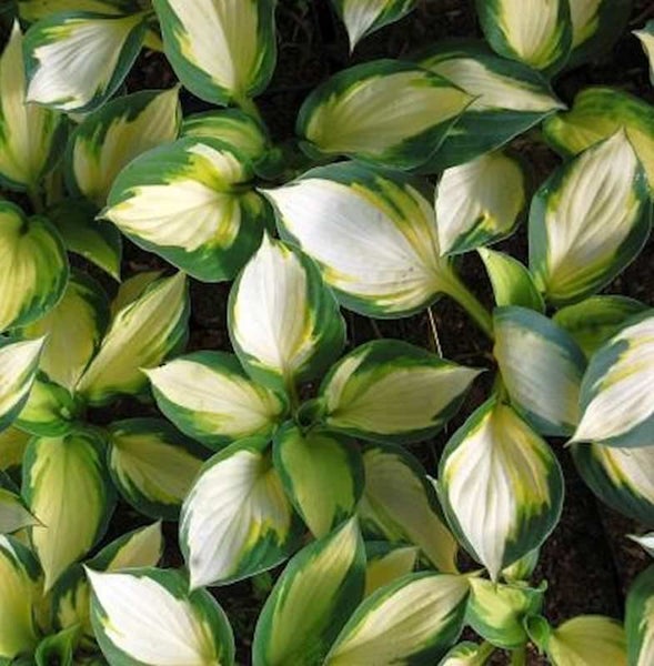 Funkienblätter mit grünen Rändern