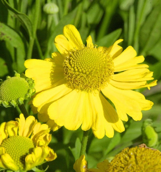 Gelbe Sonnenbrautblüte im Garten