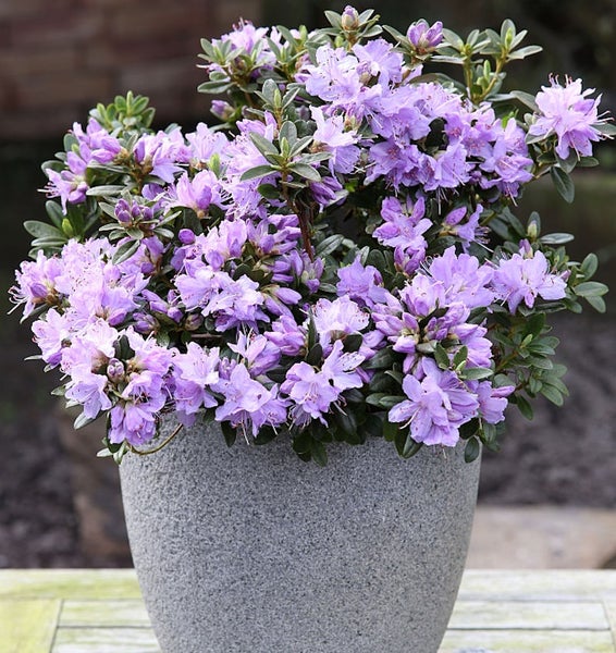 Rhododendron im Topf mit lilafarbenen Blüten