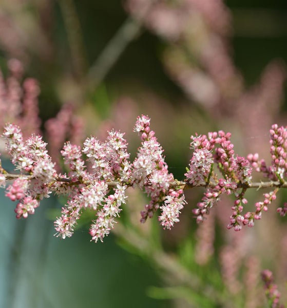 Blühender rosafarbener Tamariskenzweig