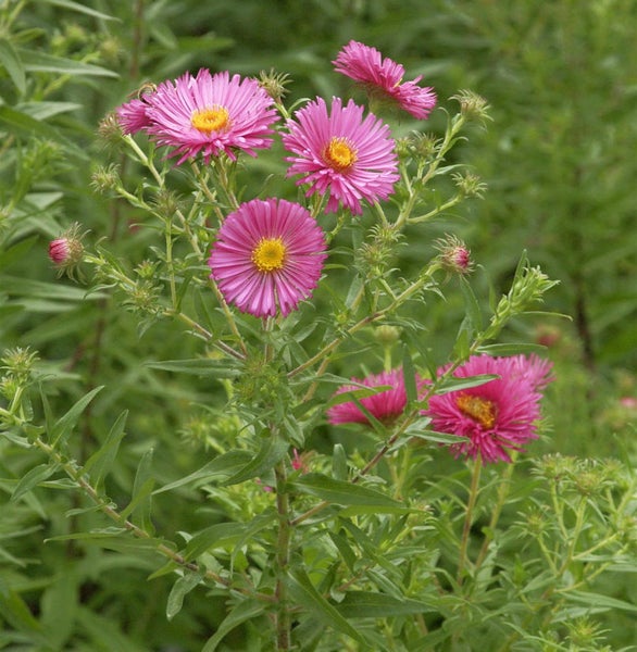 Herbstaster mit Blüte